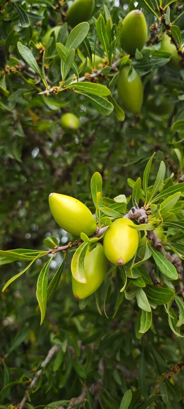 Argan Oil ingredients
